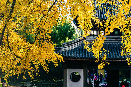 chinese temple behind fall leaves