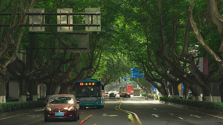 tree covered road in nanjing